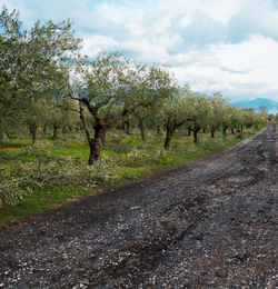 Road amidst trees on field against sky