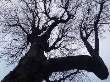 Low angle view of bare trees against sky