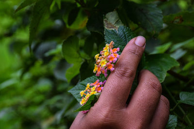 Close-up of hand holding leaves