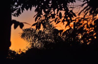 Low angle view of silhouette trees against sky during sunset