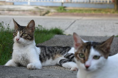 Portrait of cat sitting on retaining wall