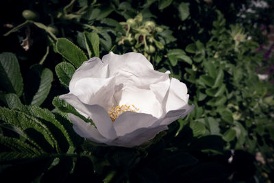 Close-up of white rose