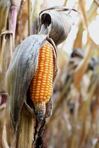 Cornfield autumn harvest