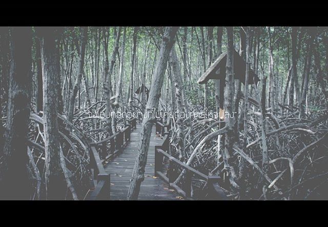 transfer print, auto post production filter, tree, railing, wood - material, tranquility, nature, day, growth, no people, outdoors, forest, bare tree, branch, built structure, plant, metal, wood, the way forward, footbridge