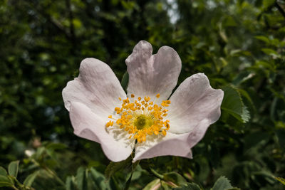 Close-up of flower blooming outdoors