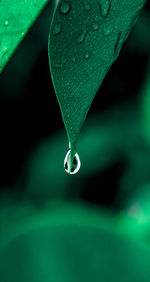 Close-up of raindrops on leaf