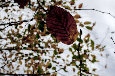 Close-up of leaf