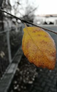 Close-up of yellow autumn leaf