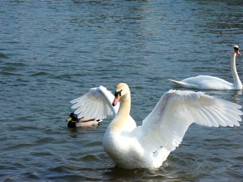 Swans swimming in lake