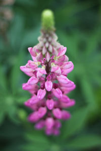 Close-up of pink flower