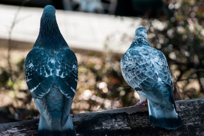 Close-up of pigeons perching on wood
