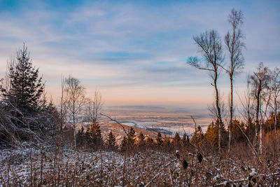 Bare trees on field against sky during winter