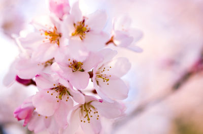 Close-up of pink cherry blossom