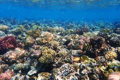 View of coral swimming in sea