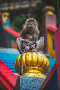 Close-up of  monkey mama holding her baby gently