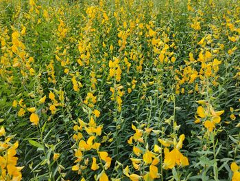 Close-up of yellow flowering plants on field