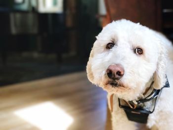 Close-up portrait of dog