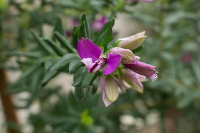 Close-up of pink flowering plant