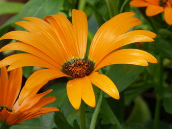 Close-up of orange flower