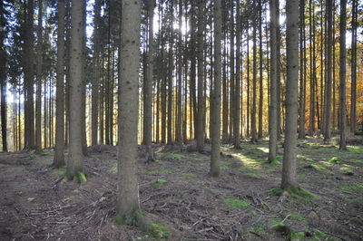 Pine trees in forest