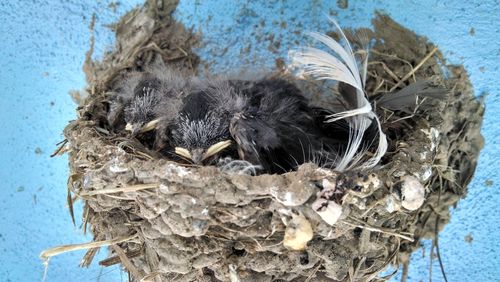 Close-up of nest