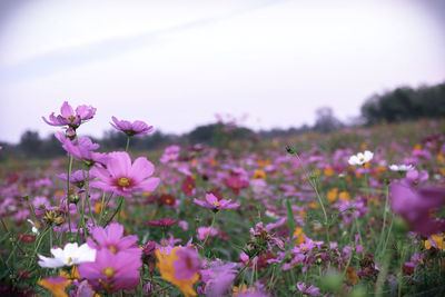 Close-up of pink flowering plants on field