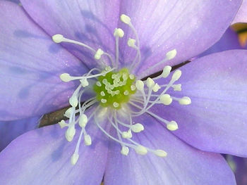 Close-up of purple flowering plant