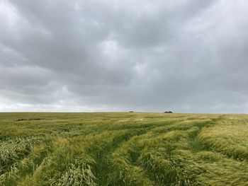 Scenic view of agricultural field against sky