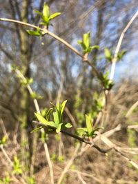 Close-up of plant growing on field