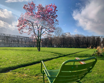 Tree on grassy field against sky