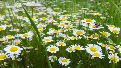 Close-up of fresh yellow flowers