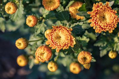 Close-up of flowering plant