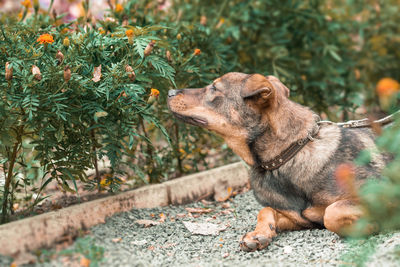 Dog sitting on a tree