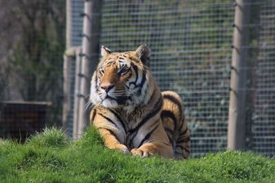 Tiger on grass