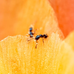 Close up of ants eating pollen from a flower.