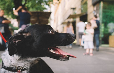 Close-up of black dog sitting on street