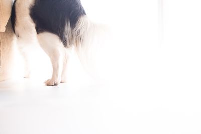 Low section of cat against white background