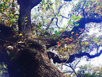 Low angle view of trees in forest during autumn