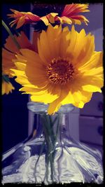 Close-up of yellow flower