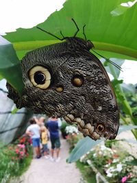 Close-up of butterfly on plant