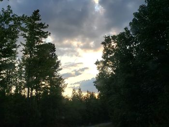 Low angle view of trees against sky at sunset