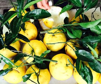 Close-up of fresh vegetables