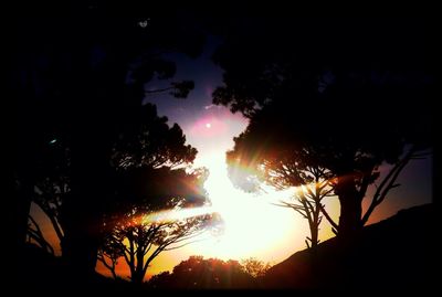 Silhouette of trees at sunset