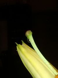 Close-up of lamp over black background