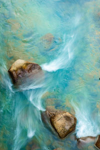 High angle view of turtle in sea