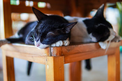 Close-up of cat sleeping on seat