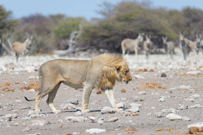 Full length of a cat walking