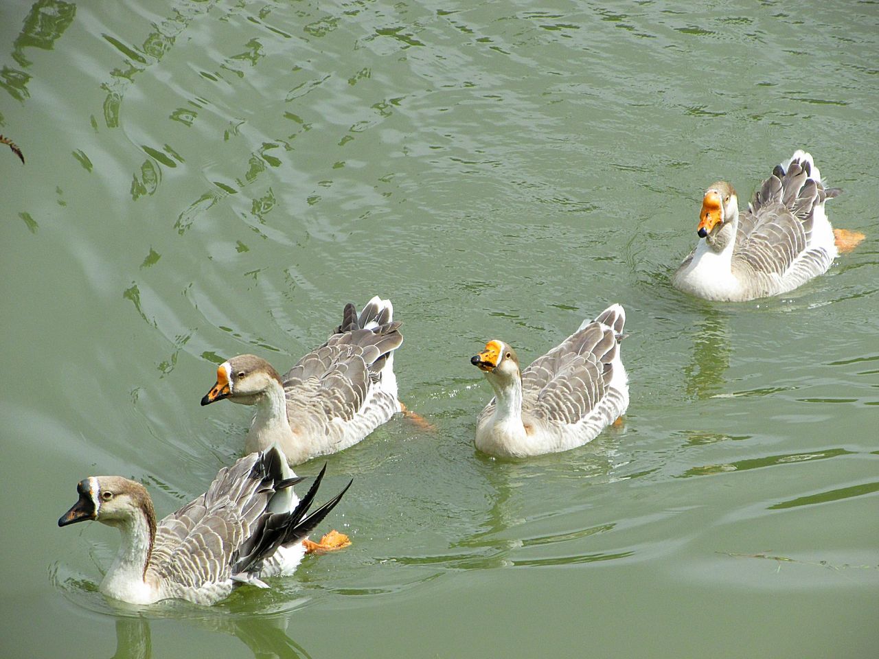 high angle view, bird, animal themes, water, animals in the wild, mallard duck, swimming, duck, animal wildlife, nature, lake, day, no people, outdoors, water bird