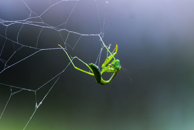 Close-up of spider on web