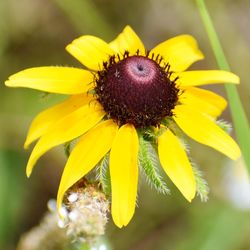 Close-up of insect on yellow flower